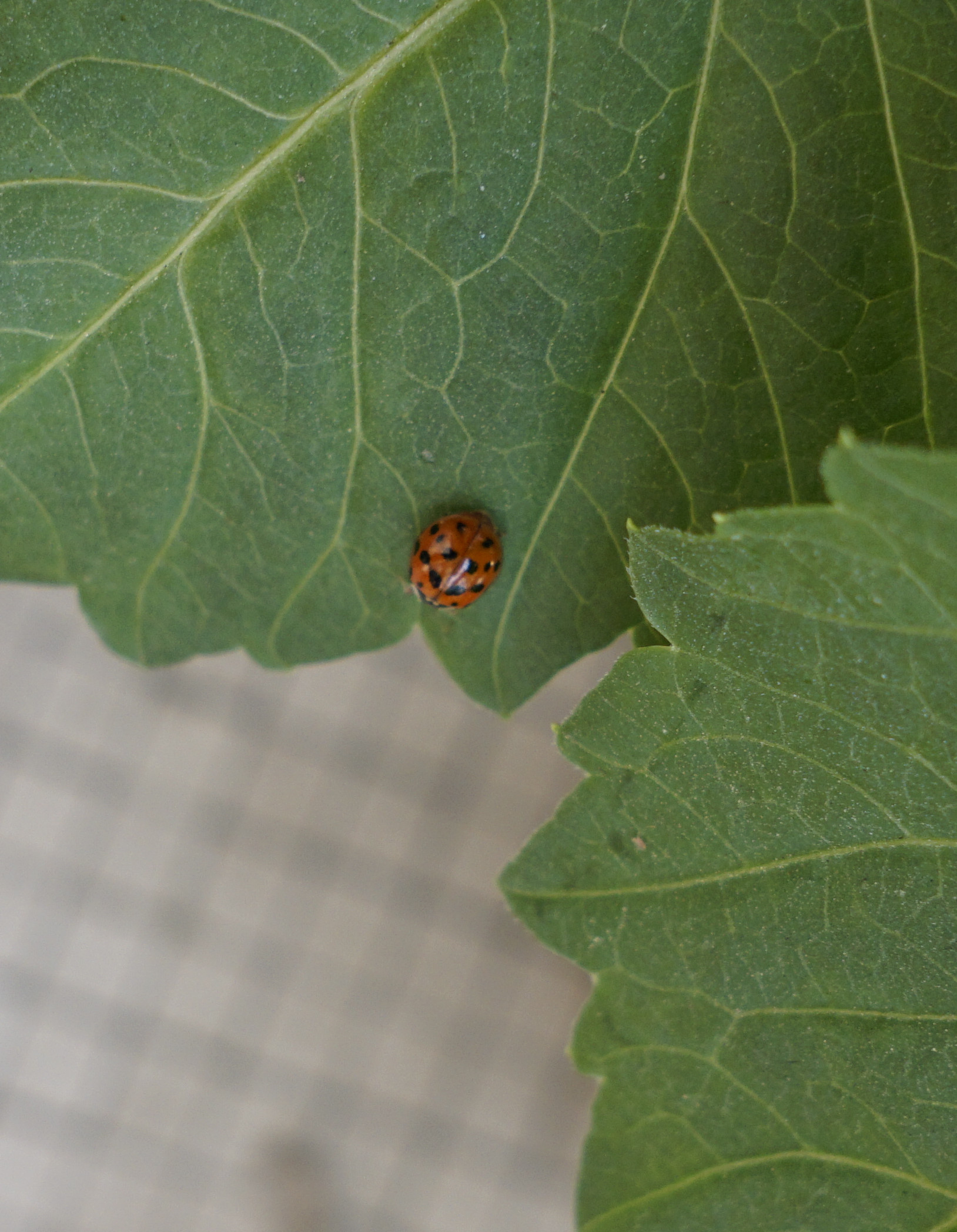 Coccinoise